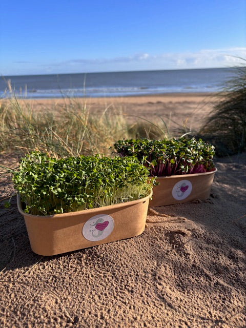 Microgreen Combo Box